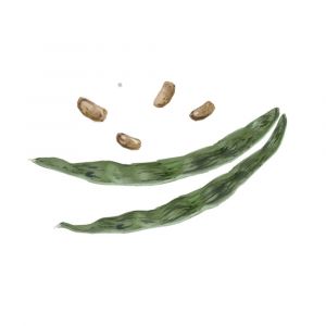 זרעי שעועית סנאפס 