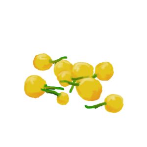 זרעי פלפל חריף צ'ראפיטה