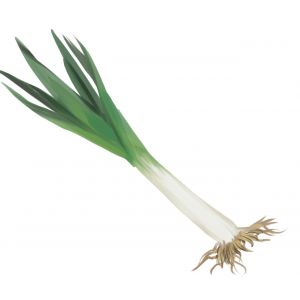 זרעי כרישה (פראסה) אלטו