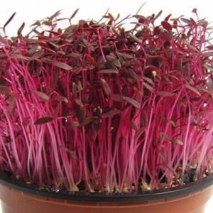 זרעי נבטים- אמרנטוס אדום