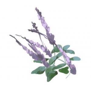 זרעי בזיליקום נוי (ריחן)