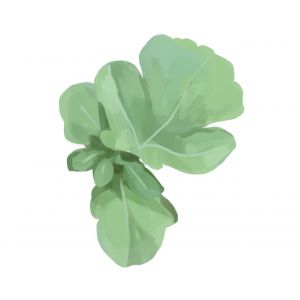 זרעי ארוגולה פראי עלים ירוקים 