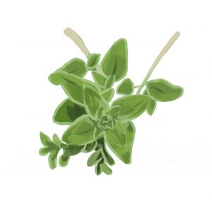 זרעי אזוב מצוי 