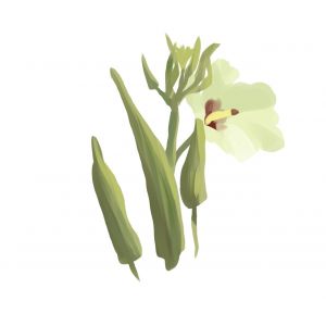 זרעי במיה בלדי