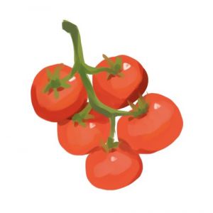 זרעי עגבניה בלדי שאמי