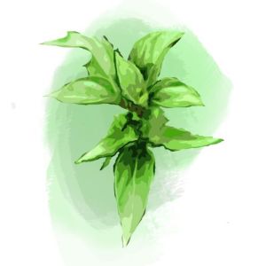 זרעי בזיליקום פלפל ירוק