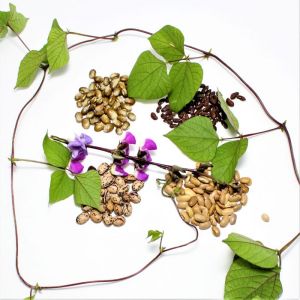  שעועית הפלא -ערכת הנבטת שעועית אקולוגית