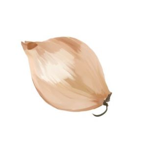 זרעי בצל בית אלפא