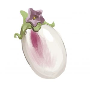 זרעי חציל ביאנקה שלג לבן