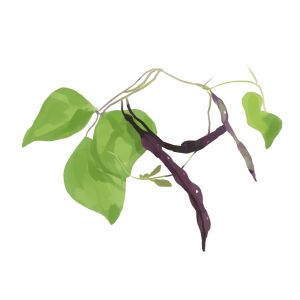 זרעי שעועית בלוהילדה 