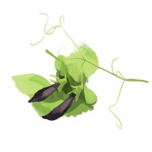 זרעי אפונת שלג סגולה