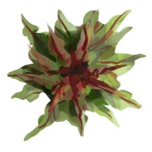 זרעי חסה ראש חץ