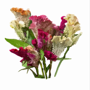 זרעי צלוסיה תערובת צבעים