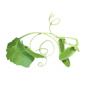 זרעי אפונת שלג אלופת אנגליה