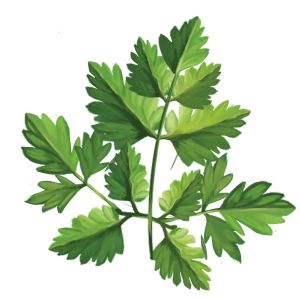 זרעי צ'רביל 