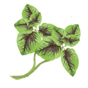 זרעי ירבוז/אמרנטוס- תרד מולטיקולור