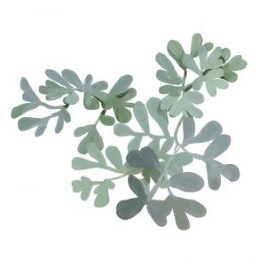 זרעי פיגם מצוי / רוטה