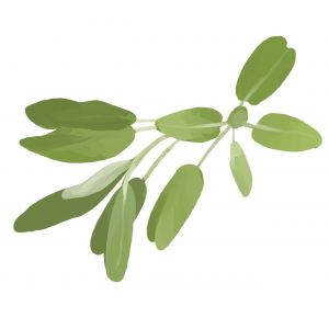 זרעי מרווה רפואית