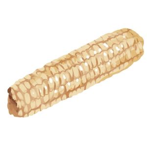 זרעי תירס ג'נטלמן