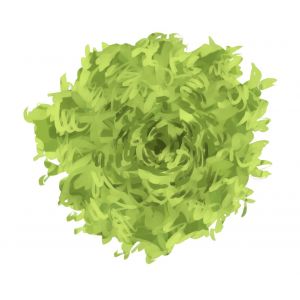 זרעי חסה דפנה מסולסלת