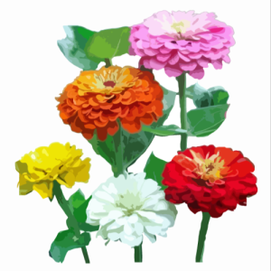 זרעי ציניה ננסית תערובת