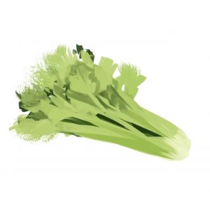 זרעי סלרי צלצול מוקדם