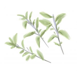 זרעי מרווה משולשת