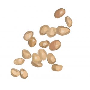 זרעי שעועית פול מצרי