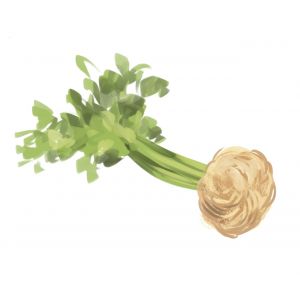 זרעי שורש סלרי 