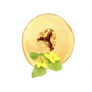 זרעי מלון עין דור