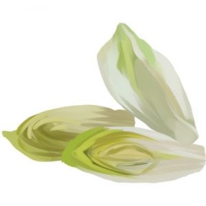 זרעי חסה אנדיב רודוס