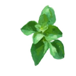 זרעי אורגנו איטלקי 