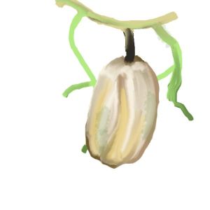 זרעי דלעת אייקורן