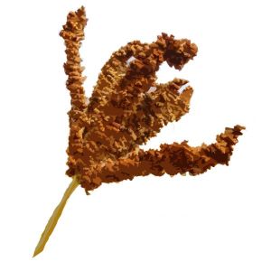 זרעי דוחן אצבעות