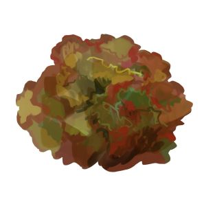 זרעי חסה להבה