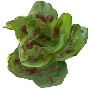 זרעי חסה רומית מנומרת