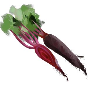 זרעי סלק פורנו אדום