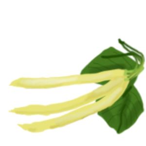 זרעי שעועית צהובה שיחית