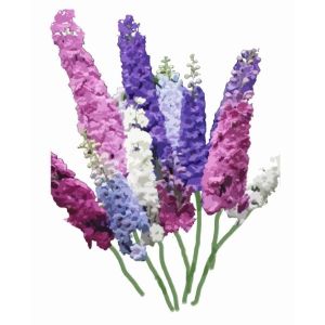 זרעי דלפיניום גלילי תערובת 