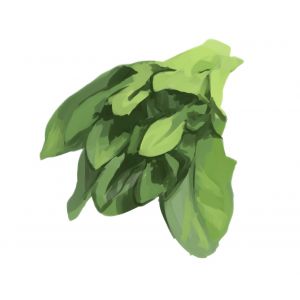 זרעי תרד גלילי סבנח