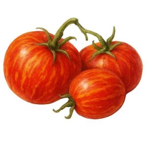 זרעי עגבניית גרגמל