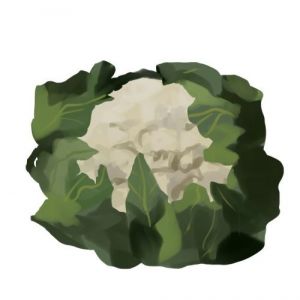 זרעי כרובית ענק נאפולי