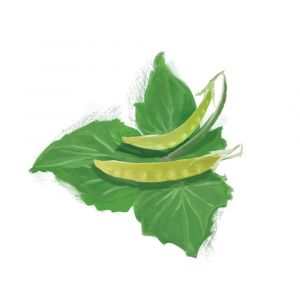 זרעי אפונת שלג זהובה