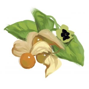 זרעי דובדבן היהודים/שלפח  