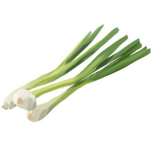 זרעי בצל ירוק