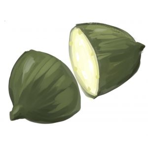 זרעי מלפפון חרוש (בעג׳יר) סנדלה בלדי