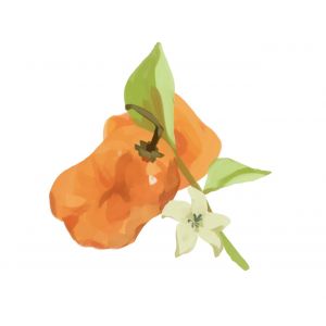 זרעי פלפל חריף הבנרו מגנום כתום