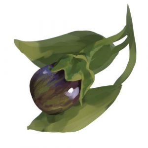 זרעי חציל חמוצים בלדי חצבני