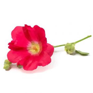 חוטמית זיפנית מיקס צבעים זרעים