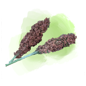 זרעי סורגום (דורה) מתוק איווה